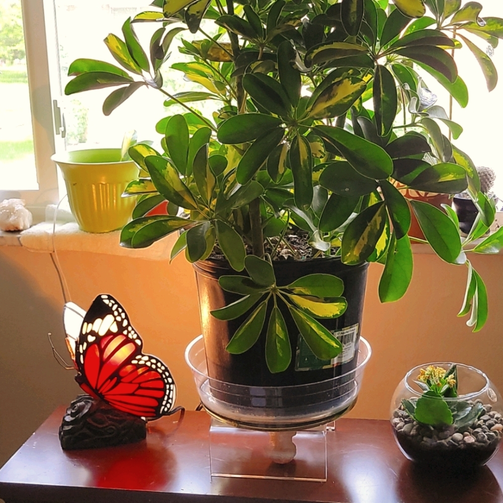 Stainglass butterfly light